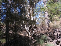 rrente Quarantore-20110911 099